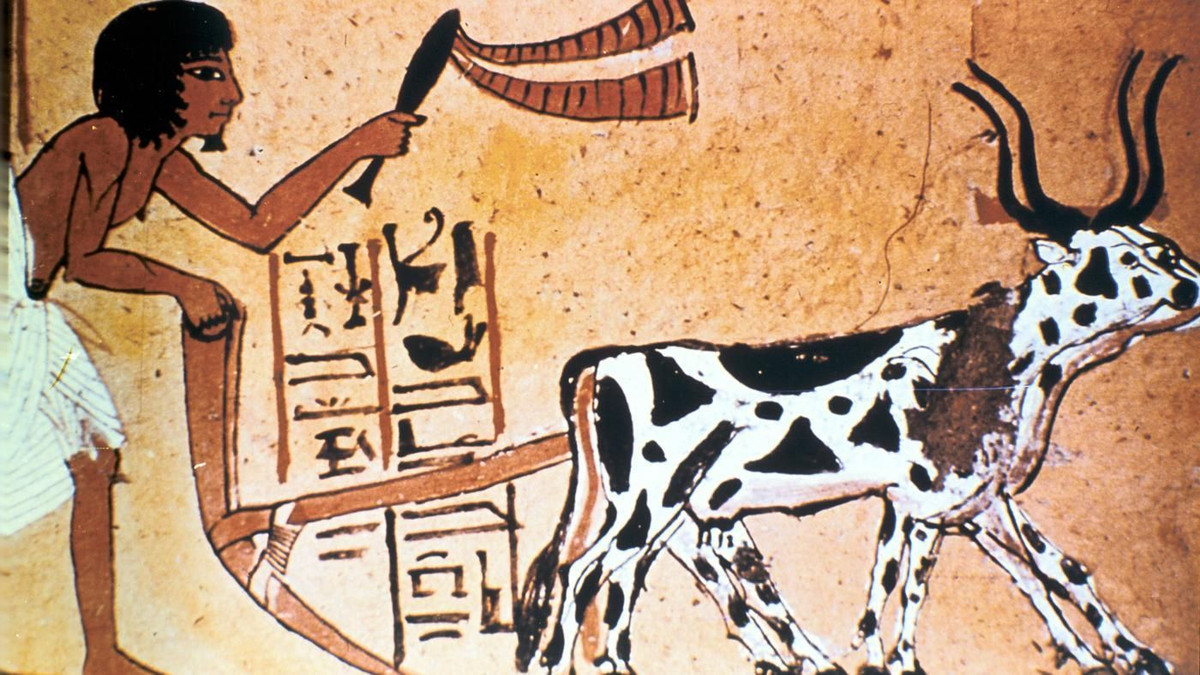 Kế thừa thành tựu nông nghiệp từ Lưỡng Hà, người Ai Cập sử dụng lưỡi cày và liềm, nuôi trồng được nhiều loại cây và gia súc.