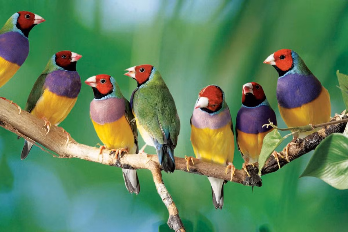 Các cá thể trưởng thành của loài chim này dài khoảng 14 cm, có màu xanh lá cây trên lưng, màu tím ở ngực, màu đỏ (hoặc đen) ở đầu và màu vàng ở bụng. Màu sắc con mái hơi nhạt hơn con trống.