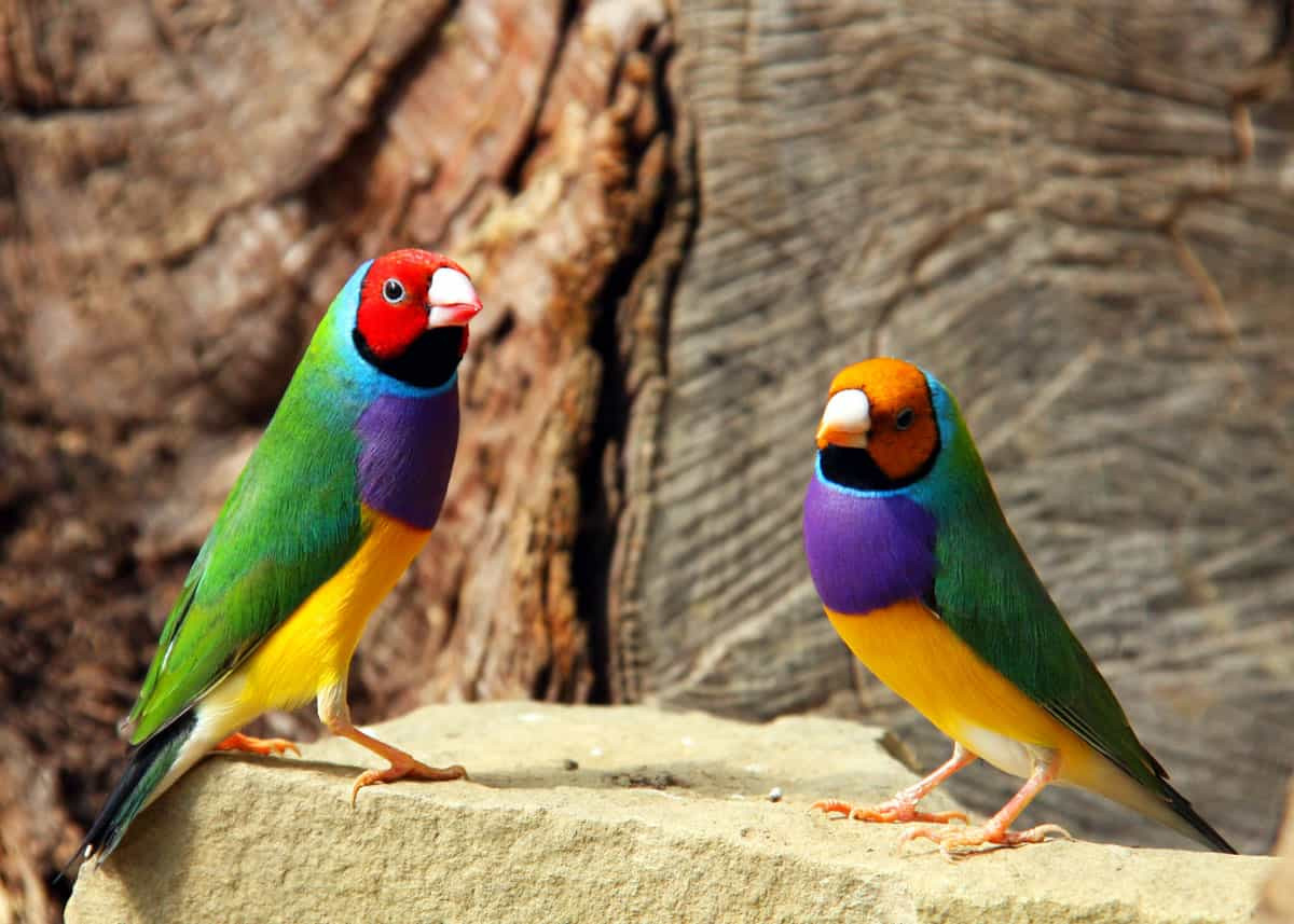 Theo ước tính, số lượng chim sẻ Gouldian trong tự nhiên chỉ còn khoảng vài ngàn và đang có xu hướng giảm. Để ngăn chặn đà tiêu vong của loài chim này, một chương trình bảo tồn đã được tiến hành.