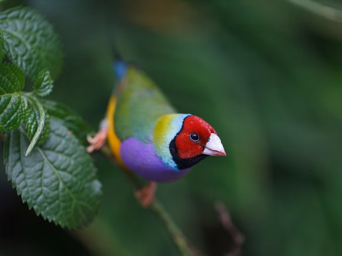 Bộ lông vô cùng rực rỡ khiến chim sẻ Gouldian như được nhuộm màu bởi cầu vồng. Đây cũng là lý do chúng có một tên gọi khác là chim sẻ cầu vồng.