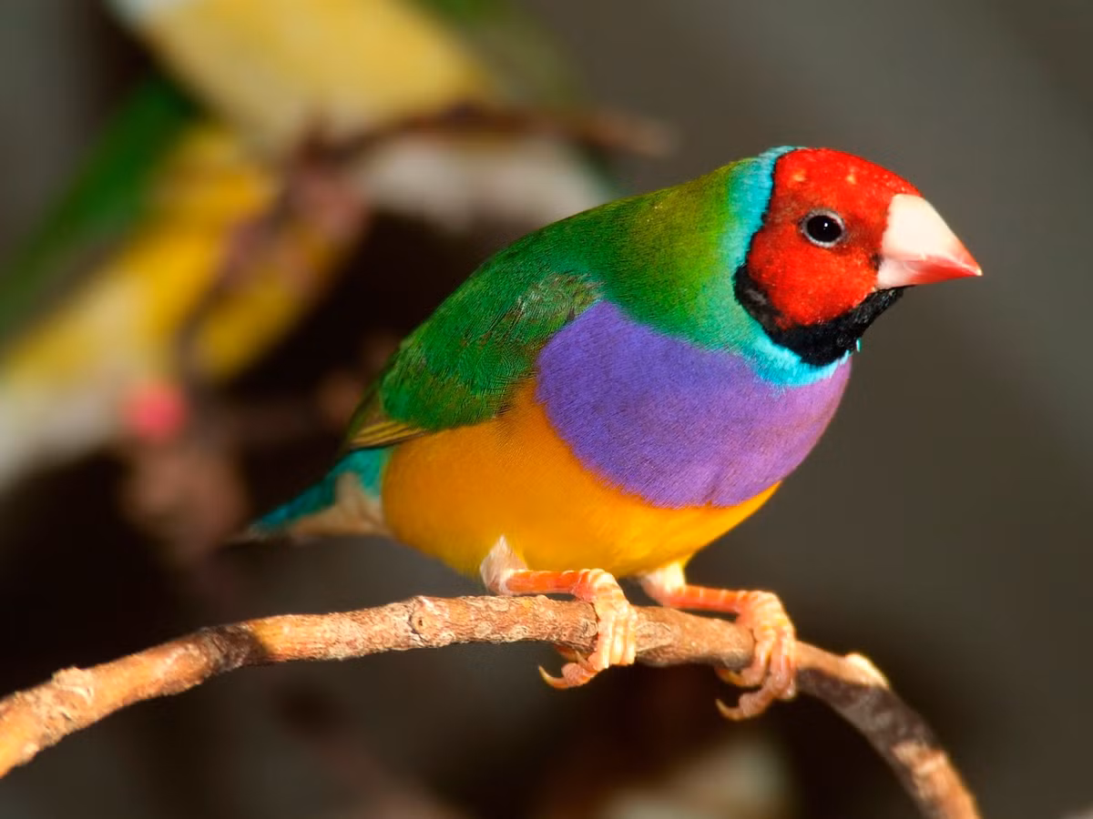 Là họ hàng gần của các loài chim di cư, chim sẻ Gouldian có tập tính ăn hạt giống cỏ dại bằng cách dùng chiếc mỏ có hình dáng đặc trưng để nhằn vỏ hạt ra ngoài.