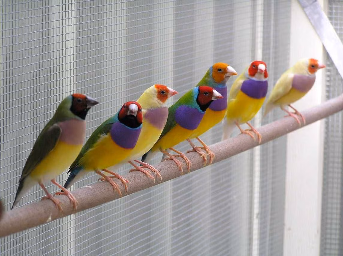 Do màu sắc đẹp mà loài chim cầu vồng này đã trở thành sinh vật cảnh được ưa chuộng trên toàn thế giới. Một số số lượng lớn chim sẻ Gouldian đã được nhân giống trong điều kiện nuôi nhốt