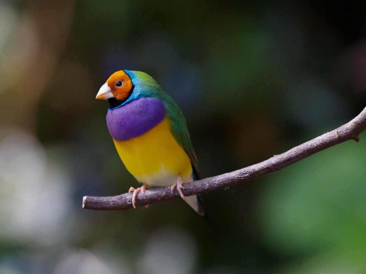 Một số hình ảnh khác về chim sẻ Gouldian.