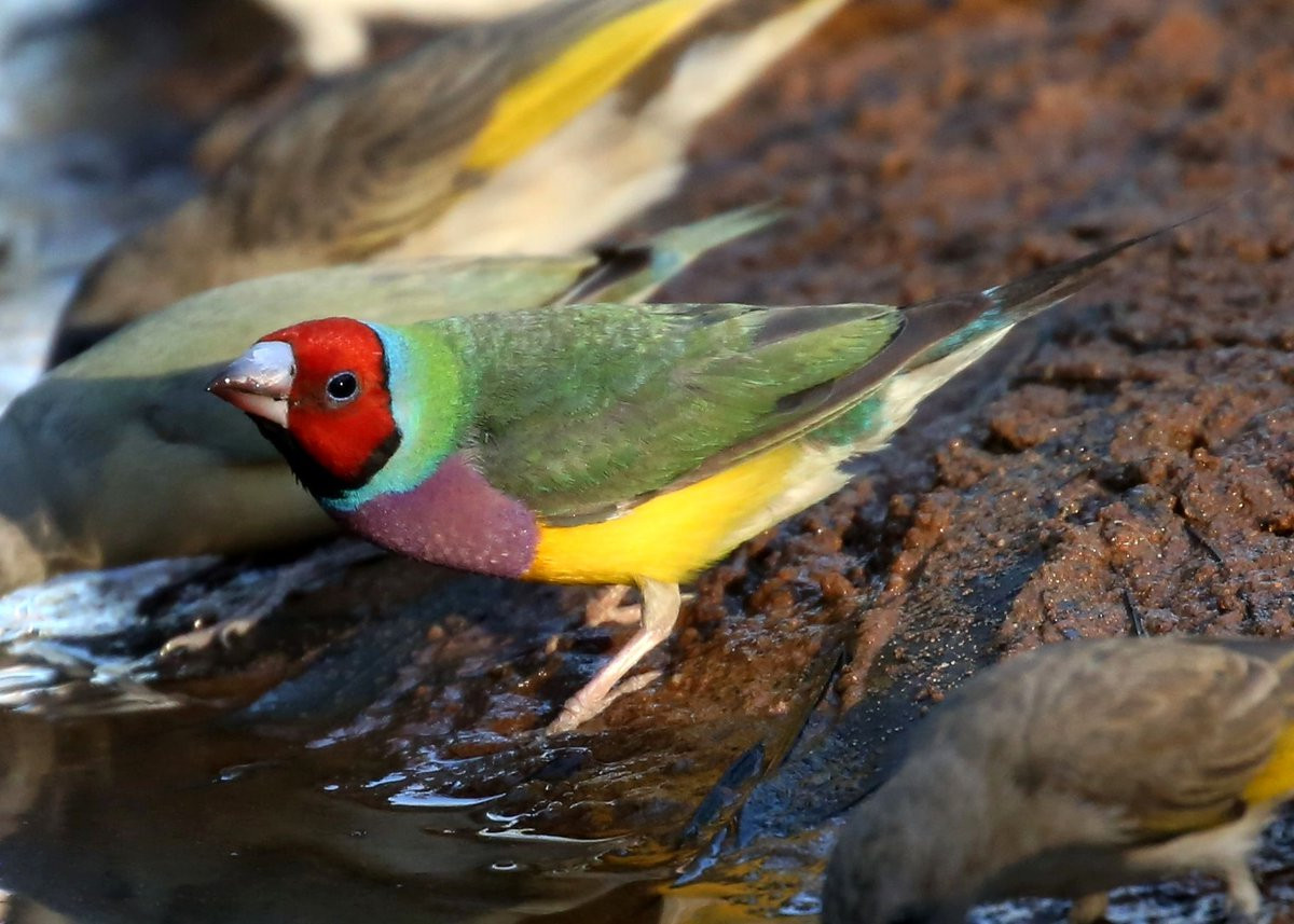 Trớ trêu thay, loài chim này đang phải đối mặt với nguy cơ tuyệt chủng trong tự nhiên do sự săn bắt của con người, suy thoái môi trường sống, sự xâm lấn của động vật ngoại lai.