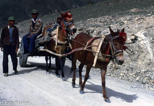 Xe ngựa kéo hoạt động vào mùa gặt ở Tây Tạng.