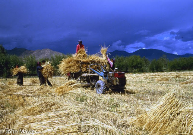 Thu nhặt rơm trên cánh đồng.