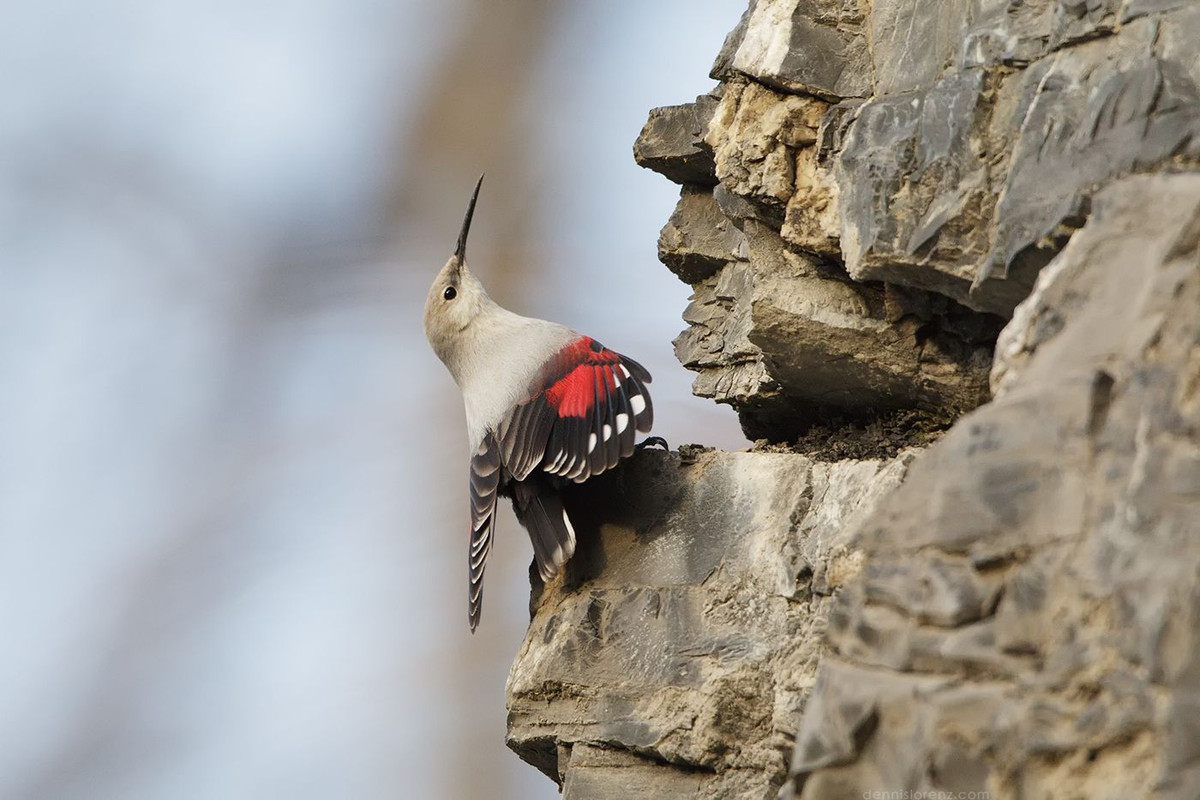 Vào mùa sinh sản, chim trèo tường xây tổ bằng cỏ và rêu ẩn sâu trong khe đá, hang hốc tự nhiên, thường có hai lối vào. Mỗi lứa chim mái thường đẻ 4–5 quả trứng.