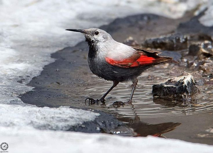 Một số hình ảnh khác về chim trèo tường.