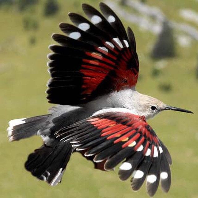 Loài chim này dài khoảng 17 cm khi trưởng thành, có ngoại hình khá bắt mắt với đầu và thân trên màu sáng, hai bên cánh có vệt đỏ, các lông bay có đốm trắng.