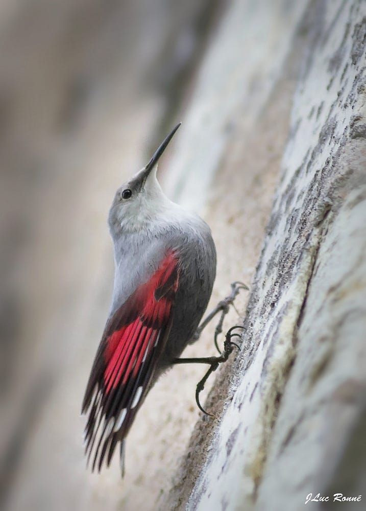 Tên gọi chim trèo tường bắt nguồn từ kỹ năng bám trên những bức tường, vách đá dựng đứng rất điêu luyện bằng đôi chân chuyên hóa với những móng cong và nhọn của loài chim kỳ lạ này.