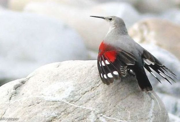 Trong các loài chim phân bố ở Việt Nam, chim trèo tường (Tichodroma muraria) là một loài chim có cái tên khiến nhiều người tò mò.