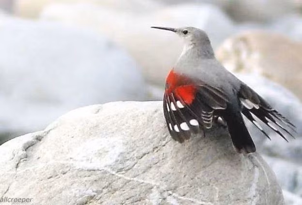 Trong các loài chim phân bố ở Việt Nam, chim trèo tường (Tichodroma muraria) là một loài chim có cái tên khiến nhiều người tò mò.