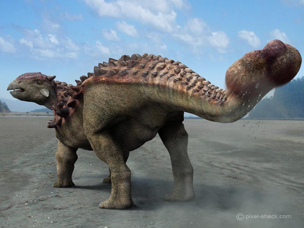 Cuối đuôi Ankylosaurus có chiếc chùy lớn làm bằng xương, được sử dụng như một vũ khí tự vệ hữu hiệu trước những kẻ săn mồi.