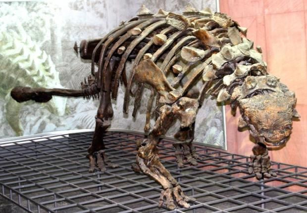 Hóa thạch khủng long Ankylosaurus được phát hiện lần đầu vào năm 1906 tại tiểu bang Montana, Mỹ. Kể từ đó, nhiều mẫu hóa thạch Ankylosaurus đã được khai quật tại Mỹ và Canada.