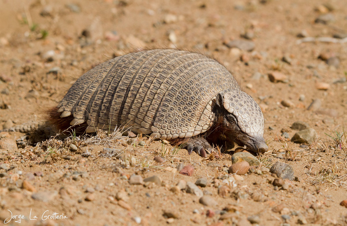 Ta tu Pichi (Zaedyus pichiy) dài 26-33 cm, là loài ta tu nhỏ màu sẫm với các tấm lưng dày. Chúng chui vào hang khi bị đe dọa và chìa các vẩy lởm chởm ra để phòng thủ.