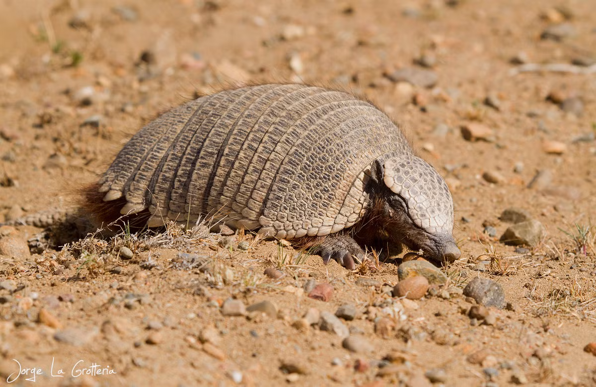 Ta tu Pichi (Zaedyus pichiy) dài 26-33 cm, là loài ta tu nhỏ màu sẫm với các tấm lưng dày. Chúng chui vào hang khi bị đe dọa và chìa các vẩy lởm chởm ra để phòng thủ.