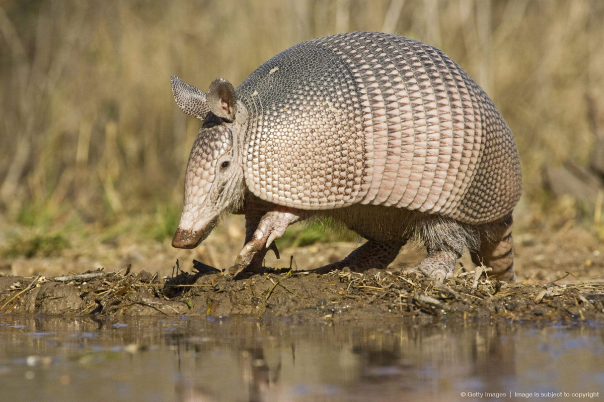 Sáu loài ta tu thuộc chi ta tu mũi dài (Dasypus sp.) dài 24-57 cm, có mũi dài như mũi lợn, cư trú ở các địa hình đá, có bóng che. Chúng có bộ lông thưa, màu hơi vàng, tập trung phần lớn ở vùng bụng.