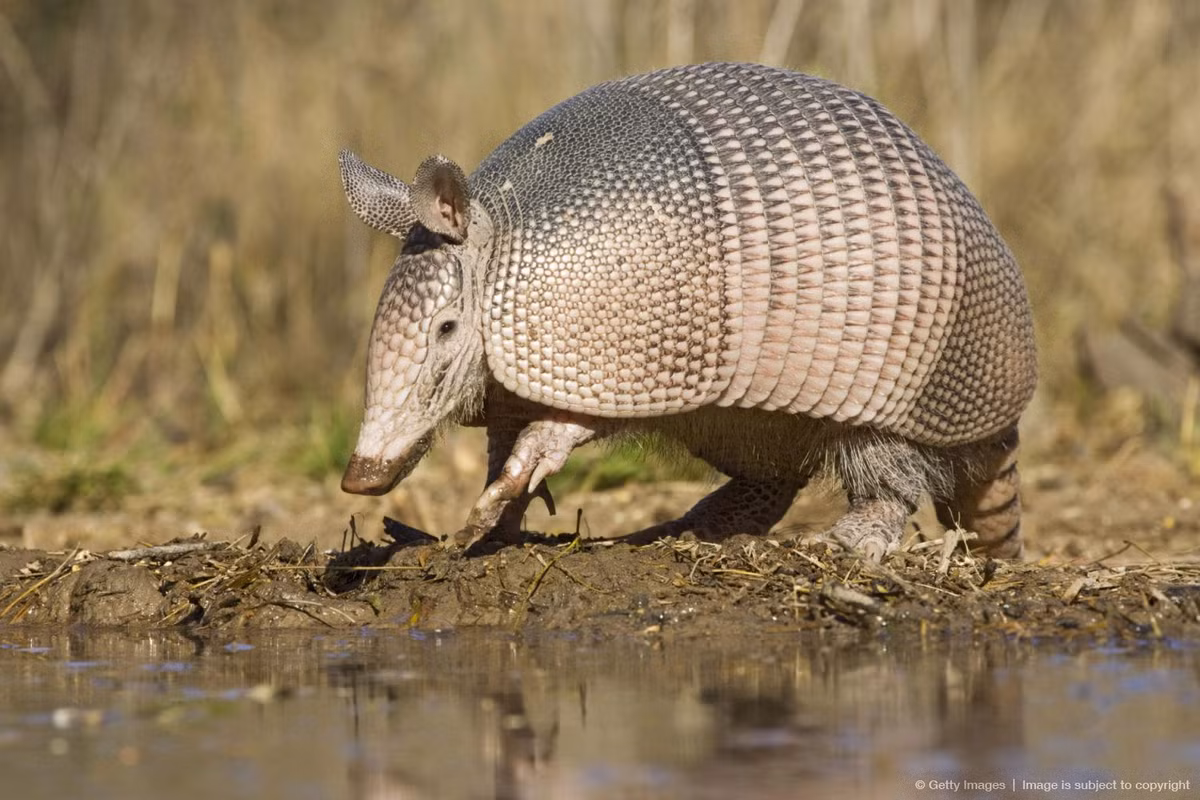 Sáu loài ta tu thuộc chi ta tu mũi dài (Dasypus sp.) dài 24-57 cm, có mũi dài như mũi lợn, cư trú ở các địa hình đá, có bóng che. Chúng có bộ lông thưa, màu hơi vàng, tập trung phần lớn ở vùng bụng.