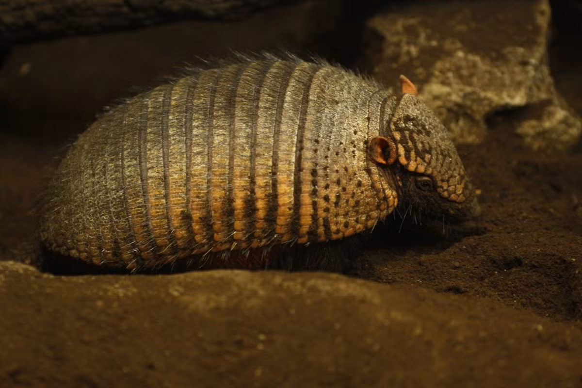 Ta tu lông lớn (Chaetophractus villosus) dài 22-40, là họ hàng gần của ta tu lông Andes. Loài này có lông thô, dài mọc giữa khoảng 18 mảnh giáp. Chúng sống tại các sinh cảnh khô hạn phía Nam Nam Mỹ.