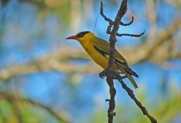 Chúng sinh sống trong rừng thông, rừng lá rộng thường xanh, bìa rừng, các khu vực trống trải có cây gỗ, phân bố từ độ cao 1.000-1900 mét, sinh sản từ tháng 4-6, thường đẻ từ 2-4 trứng mỗi lứa.