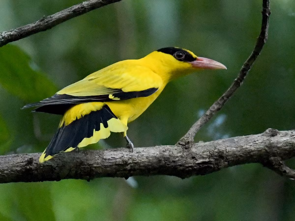 Loài chim này có ngoại hình gần giống chim vàng anh mỏ cong nhưng mỏ thẳng hơn, màu vàng trên bộ lông tươi hơn.