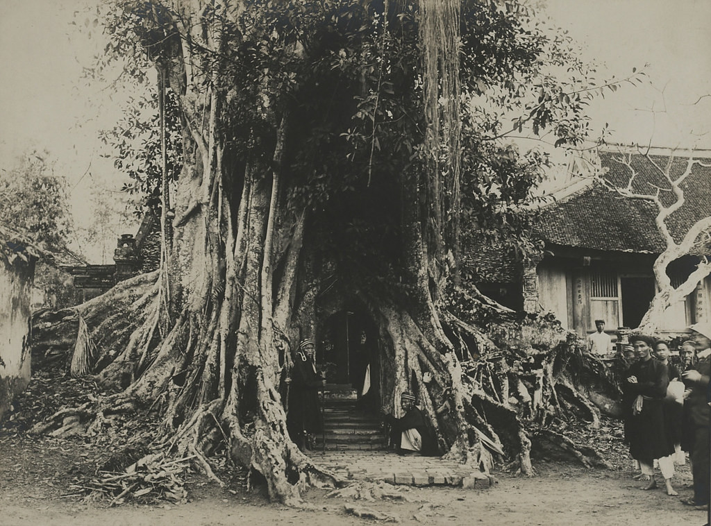 Cây đa cổ thụ bao trùm lên lối vào am Mỵ Châu, nơi thờ nàng Mỵ Châu ở thành Cổ Loa, tỉnh Phúc Yên cũ (nay thuộc huyện Đông Anh, Hà Nội), đầu thế kỷ 20.