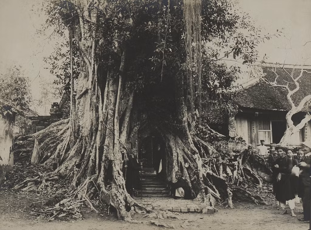 Cây đa cổ thụ bao trùm lên lối vào am Mỵ Châu, nơi thờ nàng Mỵ Châu ở thành Cổ Loa, tỉnh Phúc Yên cũ (nay thuộc huyện Đông Anh, Hà Nội), đầu thế kỷ 20.