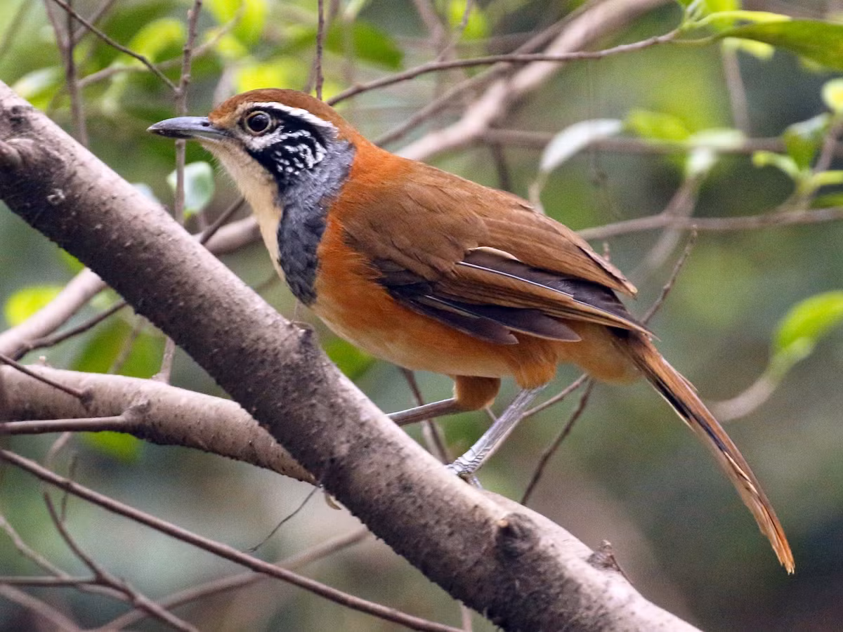 Chim khướu ngực đen (Garrulax annamensis) dài 27-35 cm, là loài định cư không phổ biến đến tương đối phổ biến tại Tây Bắc, Đông Bắc và Bắc Trung Bộ. Chugns sống ở rừng lá rụng thường xanh, bán thường xanh, rừng khô rụng lá, rừng thứ sinh, rừng tre nứa. Là loài trong Sách Đỏ Việt Nam, nhón IIB. Ảnh: eBird.