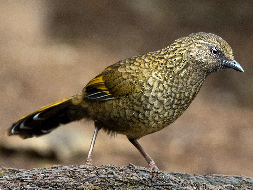 Chim khướu vằn (Trochalopteron subunicolor) dài 23-25 cm, là loài định cư hiếm tại Tây Bắc (VQG Hoàng Liên Sa Pa). Chúng sống ở rừng lá rụng thường xanh, rừng thứ sinh, rừng tre nứa, cây bụi gần rừng. Là loài trong Sách Đỏ Việt Nam, nhón IIB. Ảnh: eBird.