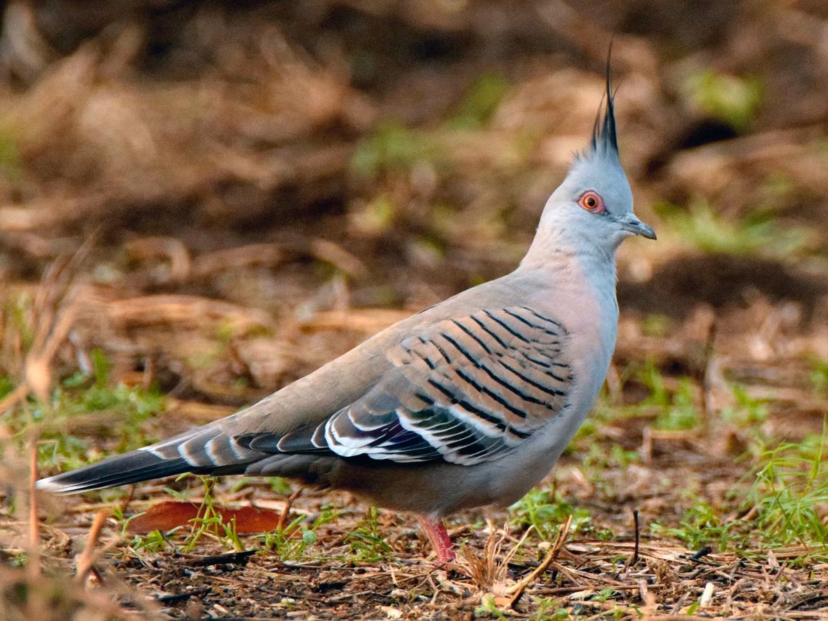 Bồ câu mào tháp (Ocyphaps lophotes) dài 31-35 cm, là họ hàng gần của Bồ câu mào cỏ chông. Chúng phân bố rộng ở các vùng đồng trống khắp lục địa Australia. Ảnh: eBird.