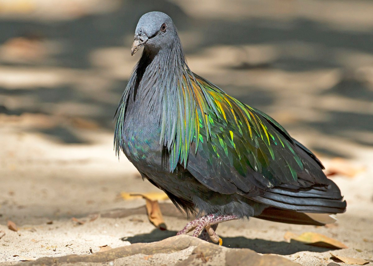 Bồ câu Nicobar (Caloenas nicobarica) dài 33-40 cm, có những chiếc lông dài rực rỡ bao phủ phần trên cánh. Chúng sống ở các vùng bờ biển và rừng trên đảo từ Malaysia đến New Guinea. Ảnh: eBird.