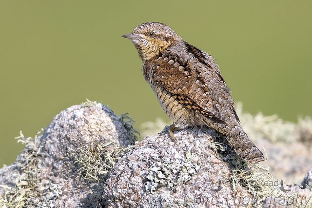 Do cách tự vệ đặc trưng của mình, chim vẹo cổ bị cư dân ở một số quốc gia coi là loài chim ma ám. Tất nhiên là quan điểm này không có cơ sở khoa học nào cả.