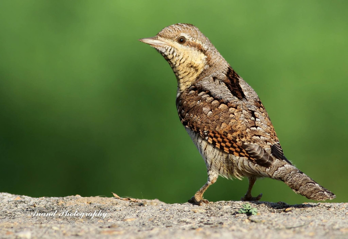 Chim vẹo cổ trưởng thành dài 16-18 cm, phân loài thường gặp ở Việt Nam có thân nâu xám với các đường viền ngang tối, gáy và lưng điểm các sọc đen rộng, phần dưới cơ thể trắng nhạt, cổ họng và ngực hung vàng.