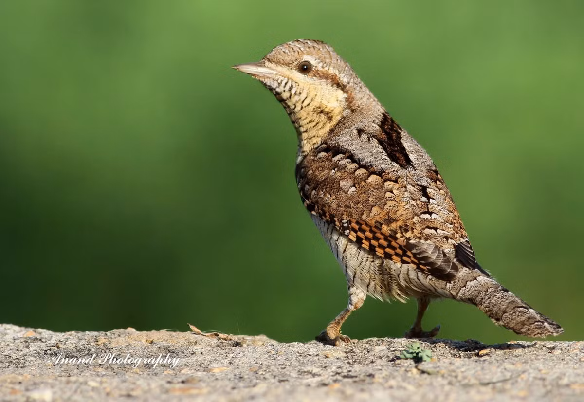 Chim vẹo cổ trưởng thành dài 16-18 cm, phân loài thường gặp ở Việt Nam có thân nâu xám với các đường viền ngang tối, gáy và lưng điểm các sọc đen rộng, phần dưới cơ thể trắng nhạt, cổ họng và ngực hung vàng.