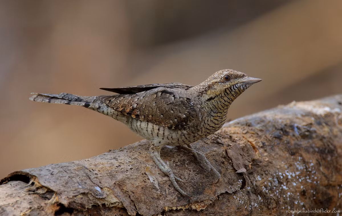 Cổ họng lúc này cũng phát ra âm thanh giống như tiếng rít của loài rắn, và chúng sẽ không dừng việc quằn quại cho đến khi mối đe dọa đi qua.