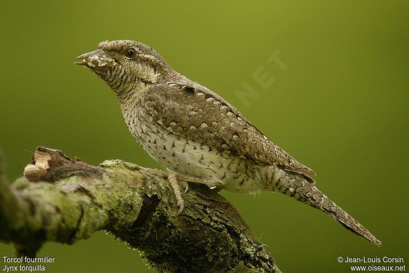 Trong tự nhiên, chim vẹo cổ không phải loài vật duy nhất đóng giả rắn để tự vệ. Một số loài sâu bướm cũng thực hiện chiến thuật này một cách rất xuất sắc.