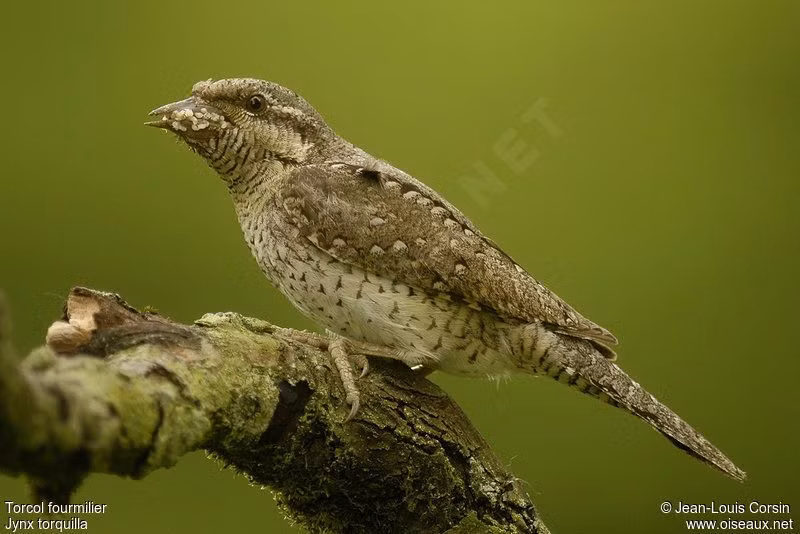Trong tự nhiên, chim vẹo cổ không phải loài vật duy nhất đóng giả rắn để tự vệ. Một số loài sâu bướm cũng thực hiện chiến thuật này một cách rất xuất sắc.