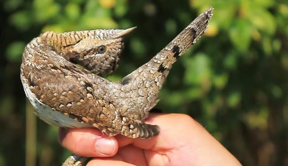 Không phải ngẫu nhiên mà loài chim này được đặt tên là "vẹo cổ". Cái tên này bắt nguồn từ tập tính kỳ lạ của chúng. Đó là mỗi khi phải đối mặt với nguy hiểm, chim vẹo cổ lại ngửa mặt phơi hàm, liên tục lắc lư, vặn vẹo cái cổ.