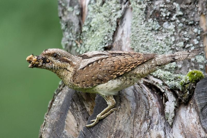 Môi trường sống của chim vẹo cổ là khu vực khô ráo tại các nơi trống trải, rừng thứ sinh, cây bụi, đồng cỏ, nơi canh tác, phân bố lên đến độ cao 2.300 mét. Chúng ăn các loài côn trùng, ấu trùng tìm được trên cây cối hay mặt đất.