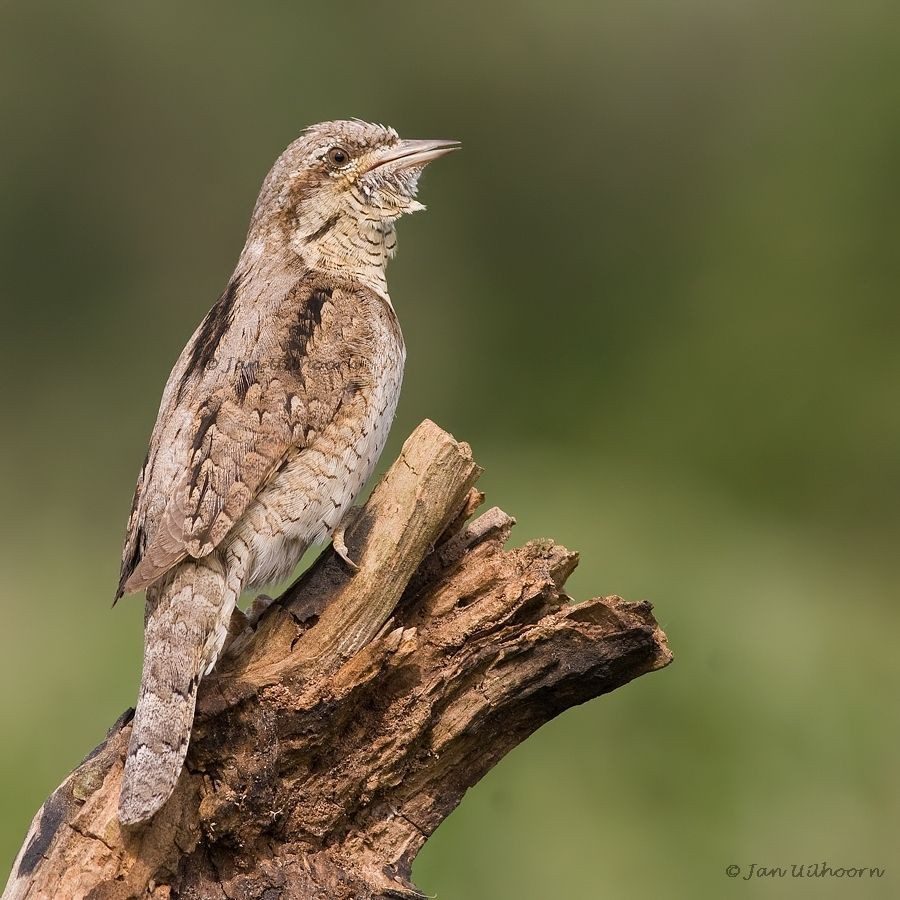 Đây là một loài chim di cư trú đông không phổ biến đến tương đối phổ biến tại Tây Bắc, Đông Bắc, Bắc Trung bộ và Nam Bộ. Có thể quan sát chim vẹo cổ ở VQG Xuân Thủy, khu BTNN Thái Thụy, Nghĩa Hưng, Tiền Hải, bãi giữa sông Hồng vào mùa chim di cư.
