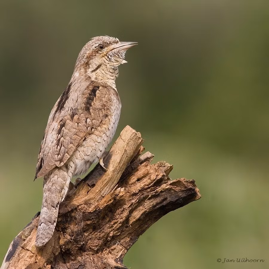 Đây là một loài chim di cư trú đông không phổ biến đến tương đối phổ biến tại Tây Bắc, Đông Bắc, Bắc Trung bộ và Nam Bộ. Có thể quan sát chim vẹo cổ ở VQG Xuân Thủy, khu BTNN Thái Thụy, Nghĩa Hưng, Tiền Hải, bãi giữa sông Hồng vào mùa chim di cư.
