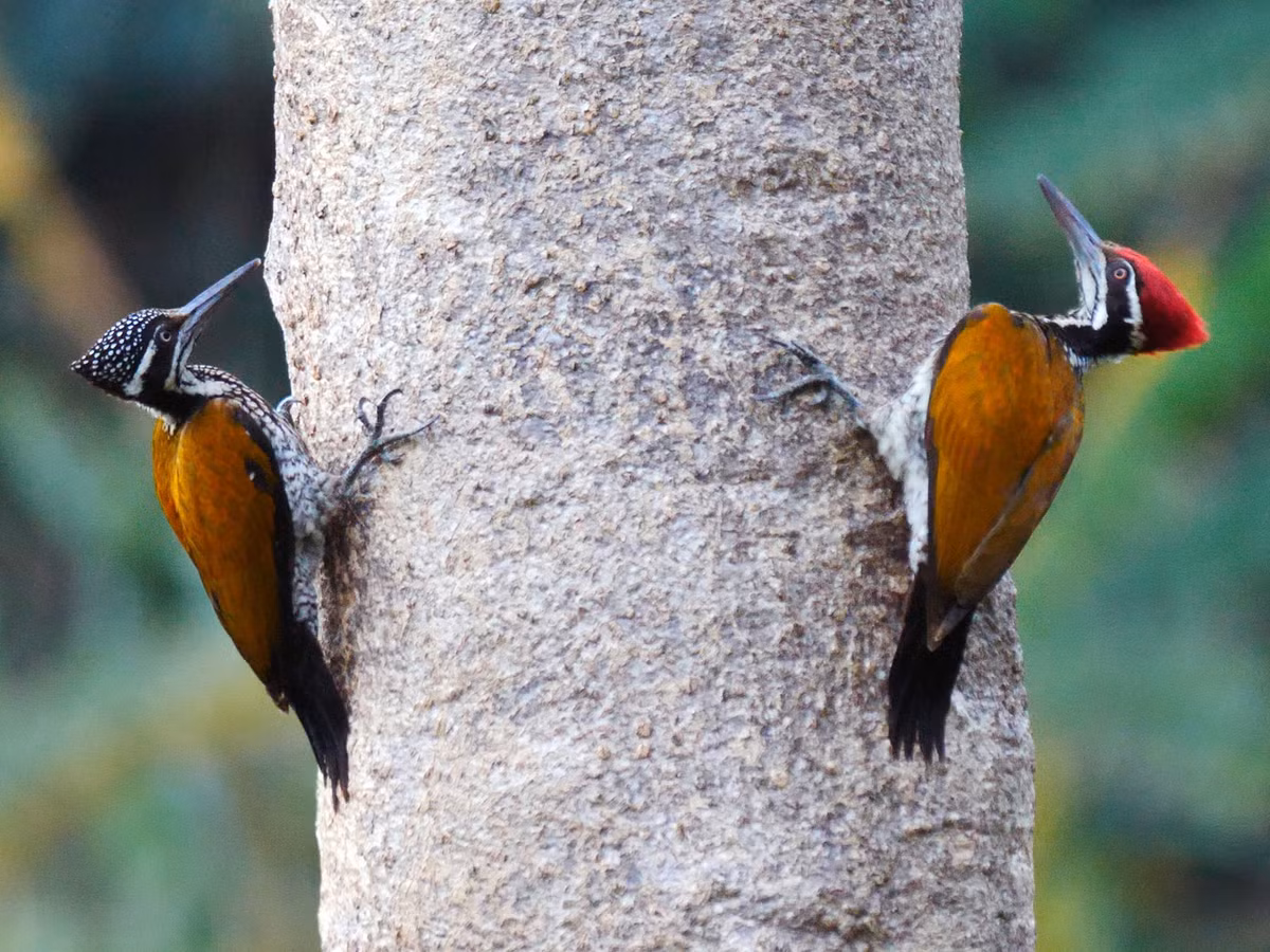 Chim gõ kiến vàng lớn (Chrysocolaptes guttacristatus) dài 29-32 cm, là loài định cư tương đối phổ biến trong cả nước (VQG Tam Đảo, Ba Vì, Cúc Phương, Bạch Mã, Chư Yang Sin, Cát Tiên, Bidoup Núi Bà). Chúng sống ở rừng lá rụng thường xanh, rừng rụng lá, bìa rừng, rừng ngập mặn, rừng trồng lâu năm. Ảnh: eBird.