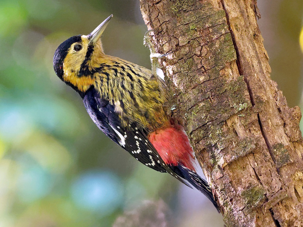 Chim gõ kiến nhỏ trán đen (Dendrocopos darjellensis) dài 23-25cm, là loài định cư hiếm đến không phổ biến tại phía Bắc của Tây Bắc (VQG Hoàng Liên Sa Pa). Chúng sống ở rừng lá rụng thường xanh trên núi cao. Ảnh: eBird.