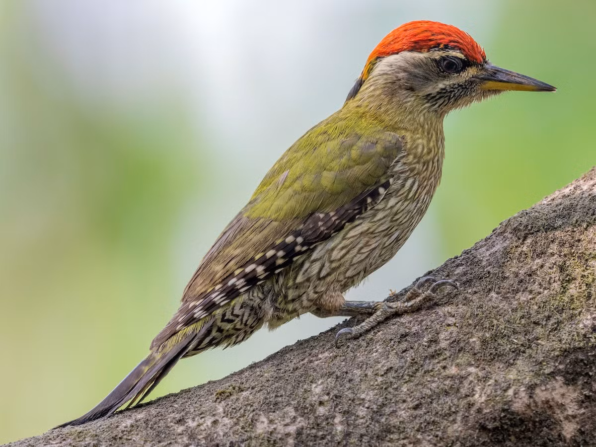 Chim gõ kiến xanh bụng vằn (Picus xanthopygaeus) dài 27-30 cm, là loài định cư không phổ biến tại Nam Trung Bộ và Nam Bộ (VQG Yok Đôn). Chúng sống ở rừng khô rụng lá, cây tại các khu vực trống trải. Ảnh: eBird.