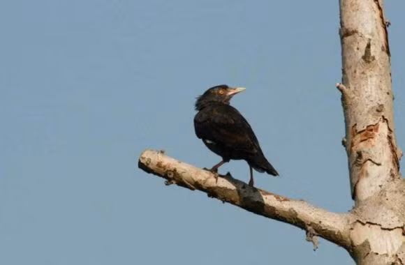 “Hai con chim vao nha, du khong giau sang cung co phuc”-Hinh-2