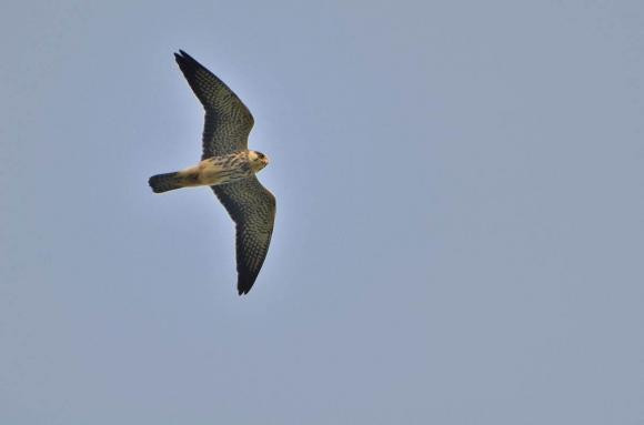 “Hai con chim vao nha, du khong giau sang cung co phuc”-Hinh-3