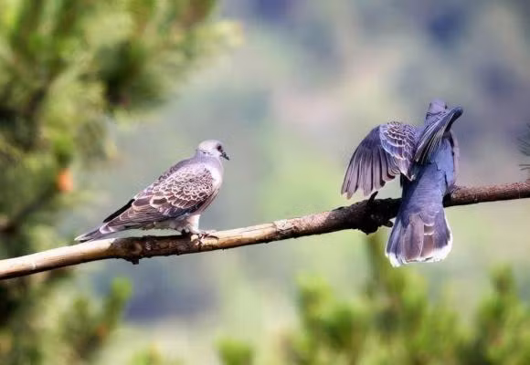 “Hai con chim vao nha, du khong giau sang cung co phuc”