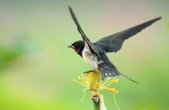“Hai con chim vao nha, du khong giau sang cung co phuc”-Hinh-4