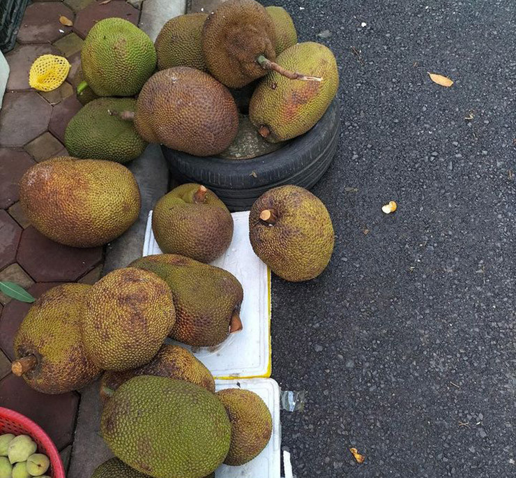  Quả mít là một trong những loại quả thơm ngon và hấp dẫn ở Việt Nam. Mít có nhiều loại như mít tố nữ, mít mật, mít dai, mít na, mít Thái…