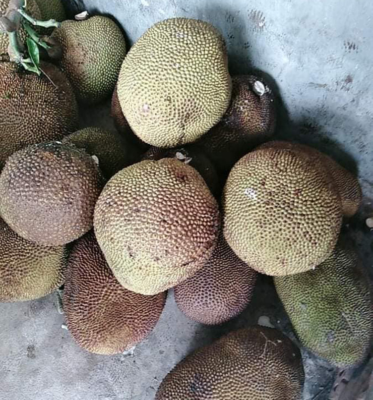 Trước đây, nhà nào cũng trồng ít nhất là vài cây mít trong nhà, quả sai trĩu, vì thế ai cũng chọn mít dai để ăn, còn mít mật thì không ai ngó ngàng.